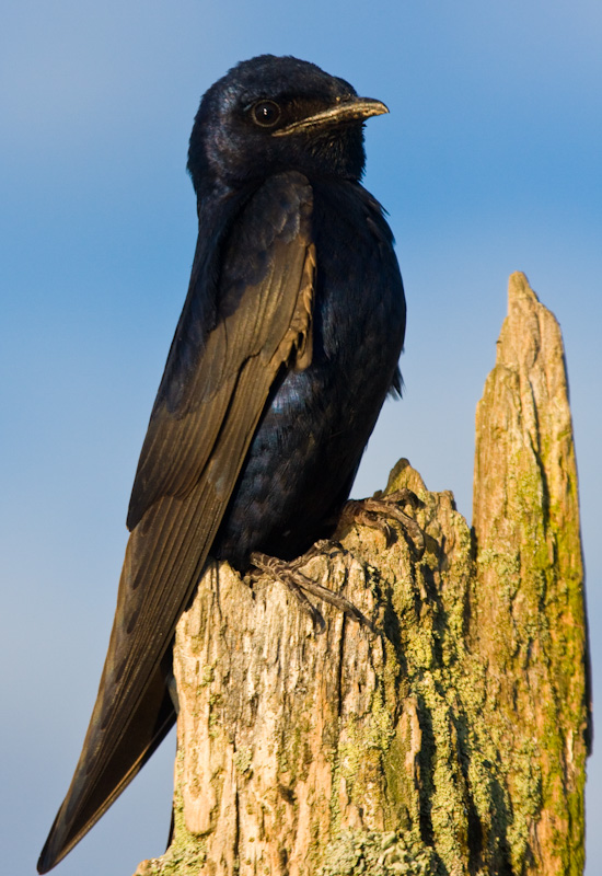 Purple Martin